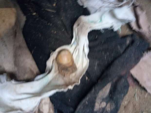 أسحار على جنيه وقفل.. «الصياد المحترف» يطهر المقابر من الأعمال.. (صور)