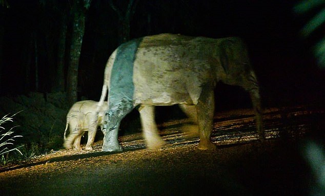 إنقاذ فيل رضيع بإنعاش القلب الرئوى بعد حادث سير فى تايلاند.. فيديو وصور
