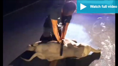 إنقاذ فيل رضيع بإنعاش القلب الرئوى بعد حادث سير فى تايلاند.. فيديو وصور - 6