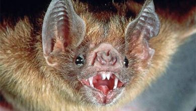 الحالة هي الأولى من نوعها.. فرنسي يموت بداء الكلب بعد عضّة خفّاش