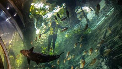 تجربة فريدة لعشاق المغامرات.. الغوص داخل حوض مليء بأسماك البيرانا المفترسة - 2