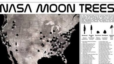 ناسا تكشف عن خريطة أشجار القمر على الأرض.. اعرف تفاصيل القصة - 2