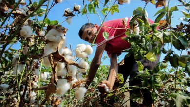 الذهب الأبيض يستعيد عرشه.. ارتفاع زراعات القطن لـ231 ألف فدان.. كفر الشيخ تتصدر
