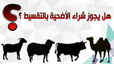 أحدث 3 فتاوى.. كل ما يخص شراء الأضحية بالتقسيط أو بفيزا «السحب على المكشوف»