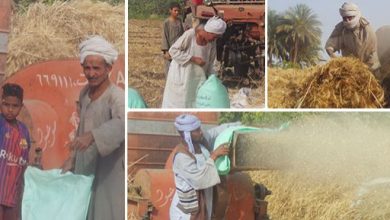 ما حكم خصم تكاليف الزرع عند حساب الزكاة؟.. دار الإفتاء تجيب