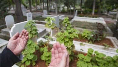 هل يجوز زرع الأشجار بجوار القبور؟.. دار الإفتاء تجيب